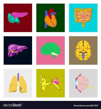 Icons set in flat style human organs vector image