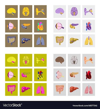 Icons set in flat style human organs vector image