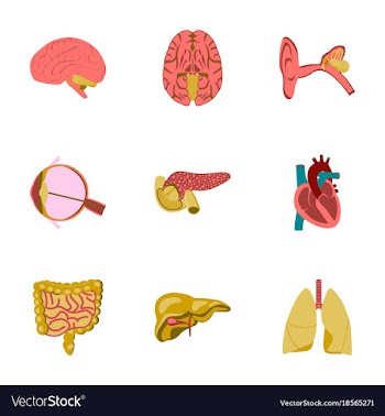 Icons set in flat style human organs vector image