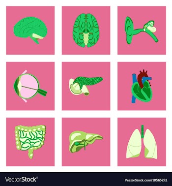 Icons set in flat style human organs vector image