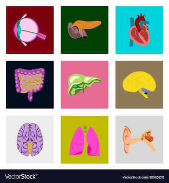 Icons set in flat style human organs vector image