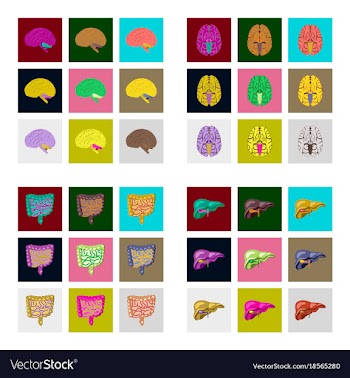 Icons set in flat style human organs vector image