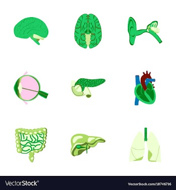 Icons set in flat style human organs vector image