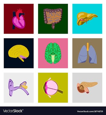Icons set in flat style human organs vector image