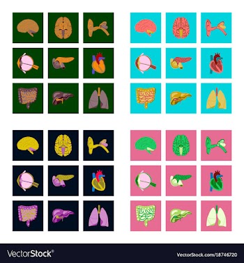 Icons set in flat style human organs vector image