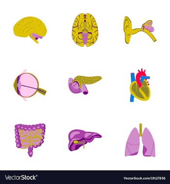Icons set in flat style human organs vector image