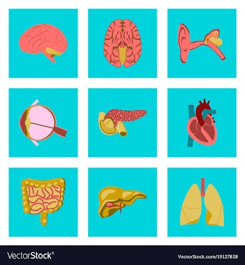 Icons set in flat style human organs vector image