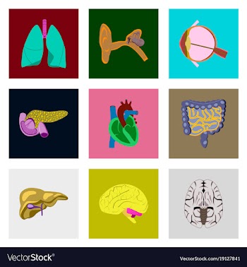 Icons set in flat style human organs vector image