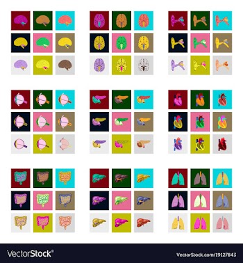 Icons set in flat style human organs vector image