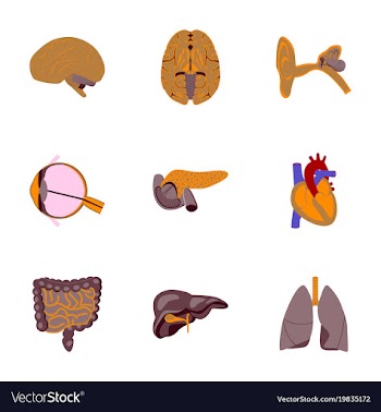 Icons set in flat style human organs vector image
