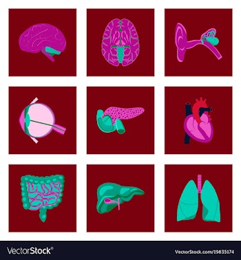 Icons set in flat style human organs vector image