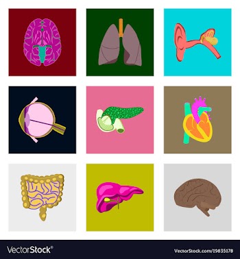Icons set in flat style human organs vector image