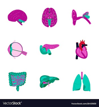 Icons set in flat style human organs vector image