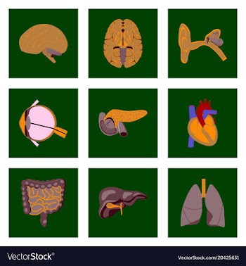 Icons set in flat style human organs vector image
