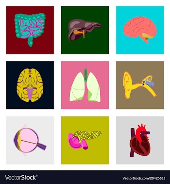 Icons set in flat style human organs vector image