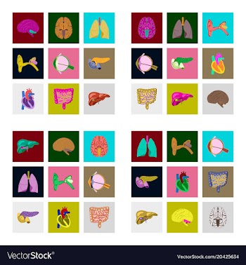 Icons set in flat style human organs vector image