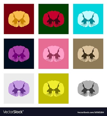 Icons set in flat style human spinal cord vector image