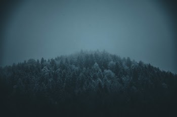 Icy Pine Trees