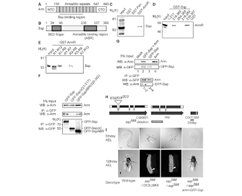 Identification of Sunspot as an Armadillo-binding protein. (A ...