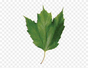 Identify A Leaf - Maple Leaf