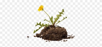 If You Prefer Natural Garden Care, You'll Be Glad To - Weeds Png