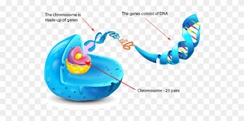 If You Think Of Genetics As The Book Of Life, Then - If You Think Of Genetics As The Book Of Life, Then