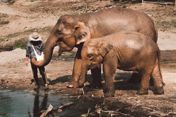 If you visit Thailand and you want to meet some animals such as these Asian Elephants, make sure you do your research. There is a lot of oppressive treatment of these gentle giants for tourism. You should look to visit an elephant sanctuary where the fees are high, where the elephants are free to roam, feed, play and bathe, where there are NEVER any chains or elephant riding. When visiting Chiang Mai - try Elephant Nature Park, who do some wonderful things with animal rescue.