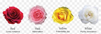 If You Want To Get More Specific This Valentine's Day, - Rose