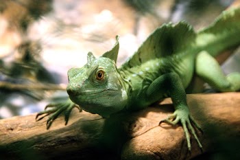 Iguana Crawling on Branch