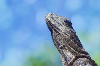          Iguana Lizard Free Photo     