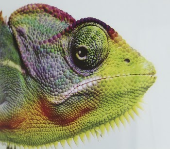 Iguana lizard. Free public domain | Free Photo - rawpixel