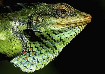 Iguana lizard. Free public domain | Free Photo - rawpixel