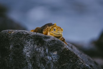 Iguana on Rock