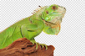 Iguana PNG Photo Vector, Clipart, PSD - peoplepng.com