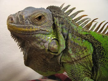 Iguana_q.jpg
