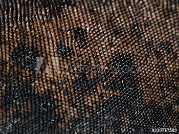 Iguana skin background