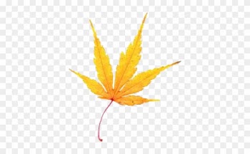Il A Cueilli Deux Feuilles Jaunes Gorgées De Sève Et - Maple Leaf