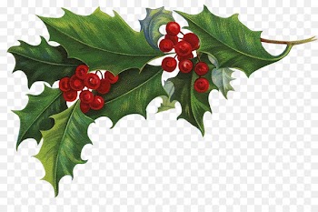 Ilex crenata Common holly Christmas Aquifoliales Clip art - mistletoe 