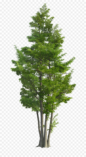 Ilex rotunda Tree Landscape Garden Green - Luxuriant trees 