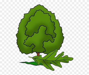 Illinois State Tree - Illinois State Tree Drawing