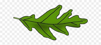Illinois State Tree - Oak Tree Leaf Clip Art
