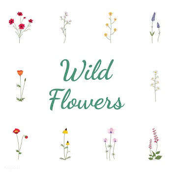 Illustrated wild flowers | Free stock vector - 4270