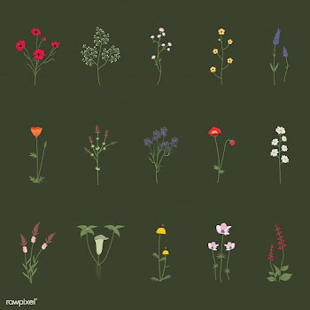 Illustrated wild flowers | Free stock vector - 4278