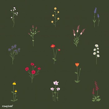 Illustrated wild flowers | Free stock vector - 4280