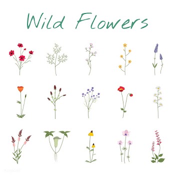 Illustrated wild flowers | Free stock vector - 4301
