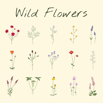 Illustrated wild flowers | Free stock vector - 4302