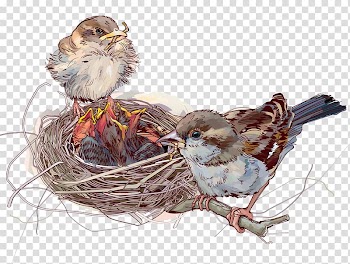 Illustration, bird nest transparent background PNG clipart