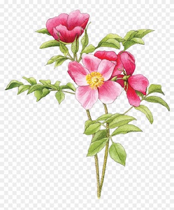 Illustration By Helen Krayenhoff - Beach Rose