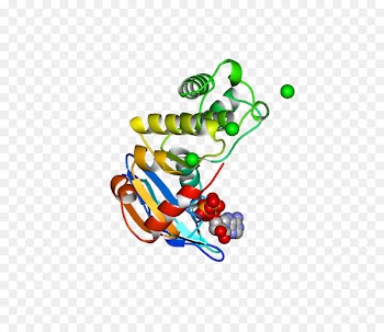 Illustration Clip art Organism Line Body Jewellery - atp ribbon 