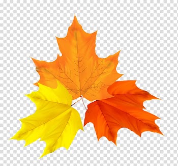 Illustration , Colorful autumn leaves design material transparent background PNG clipart